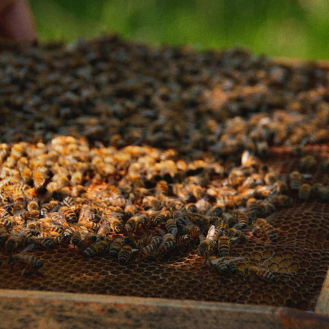 Miel local - Miel artisanal - abeilles - Apiculteur